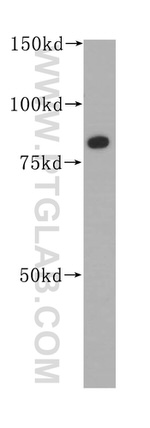 Muskelin Antibody in Western Blot (WB)