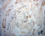 DEFB1 Antibody in Immunohistochemistry (Paraffin) (IHC (P))