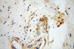 DEFB1 Antibody in Immunohistochemistry (Paraffin) (IHC (P))