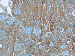 IVNS1ABP Antibody in Immunohistochemistry (Paraffin) (IHC (P))
