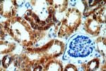 IVNS1ABP Antibody in Immunohistochemistry (Paraffin) (IHC (P))