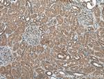 DRG2 Antibody in Immunohistochemistry (Paraffin) (IHC (P))