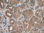 DRG2 Antibody in Immunohistochemistry (Paraffin) (IHC (P))
