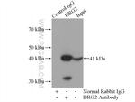 DRG2 Antibody in Immunoprecipitation (IP)