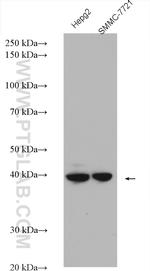 DRG2 Antibody in Western Blot (WB)