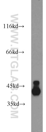 DRG2 Antibody in Western Blot (WB)