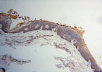 PDHB Antibody in Immunohistochemistry (Paraffin) (IHC (P))