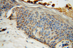 PDHB Antibody in Immunohistochemistry (Paraffin) (IHC (P))