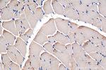 PDHB Antibody in Immunohistochemistry (Paraffin) (IHC (P))