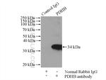 PDHB Antibody in Immunoprecipitation (IP)
