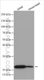 SDF2 Antibody in Western Blot (WB)