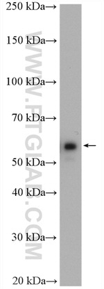 CORO1C Antibody in Western Blot (WB)