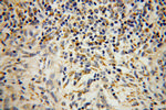 SEC11A Antibody in Immunohistochemistry (Paraffin) (IHC (P))