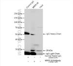 MRPL16 Antibody in Immunoprecipitation (IP)