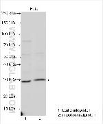MRPL16 Antibody in Western Blot (WB)
