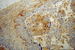 NLN Antibody in Immunohistochemistry (Paraffin) (IHC (P))
