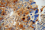 NLN Antibody in Immunohistochemistry (Paraffin) (IHC (P))