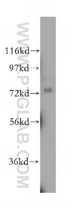 NLN Antibody in Western Blot (WB)