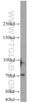 NLN Antibody in Western Blot (WB)
