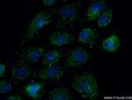 MRPL27 Antibody in Immunocytochemistry (ICC/IF)