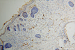 MRPL27 Antibody in Immunohistochemistry (Paraffin) (IHC (P))