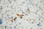 MRPL27 Antibody in Immunohistochemistry (Paraffin) (IHC (P))
