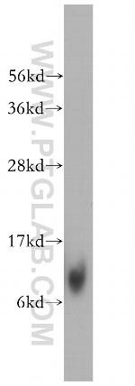 MRPL27 Antibody in Western Blot (WB)