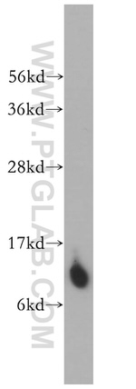 MRPL27 Antibody in Western Blot (WB)