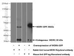 WDR4 Antibody in Western Blot (WB)