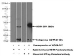 WDR4 Antibody in Western Blot (WB)