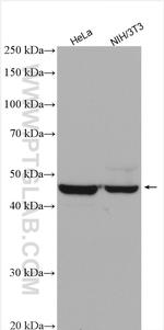 FEN1 Antibody in Western Blot (WB)