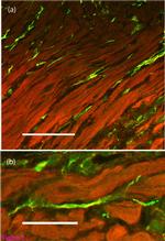Connexin 43 Antibody in Immunohistochemistry (Frozen) (IHC (F))