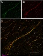 Connexin 43 Antibody in Immunohistochemistry (Frozen) (IHC (F))