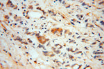 Noggin Antibody in Immunohistochemistry (Paraffin) (IHC (P))