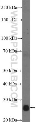 Noggin Antibody in Western Blot (WB)