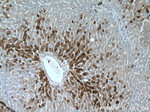 SEC22B Antibody in Immunohistochemistry (Paraffin) (IHC (P))