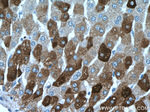 SEC22B Antibody in Immunohistochemistry (Paraffin) (IHC (P))