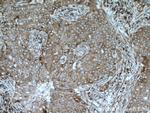 SEC22B Antibody in Immunohistochemistry (Paraffin) (IHC (P))