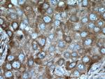 SEC22B Antibody in Immunohistochemistry (Paraffin) (IHC (P))