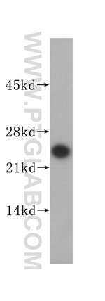 SEC22B Antibody in Western Blot (WB)