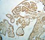 AIFM3 Antibody in Immunohistochemistry (Paraffin) (IHC (P))