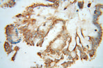 AIFM3 Antibody in Immunohistochemistry (Paraffin) (IHC (P))