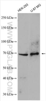 AIFM3 Antibody in Western Blot (WB)