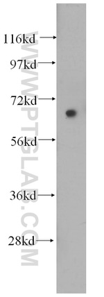 AIFM3 Antibody in Western Blot (WB)