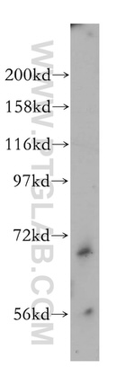 AIFM3 Antibody in Western Blot (WB)