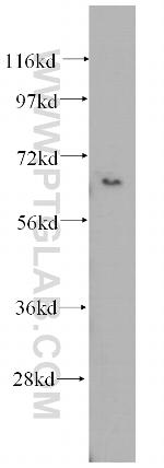 AIFM3 Antibody in Western Blot (WB)