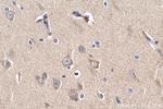 PCDHB10 Antibody in Immunohistochemistry (Paraffin) (IHC (P))