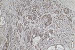 PCDHB10 Antibody in Immunohistochemistry (Paraffin) (IHC (P))