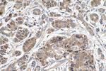 PCDHB10 Antibody in Immunohistochemistry (Paraffin) (IHC (P))