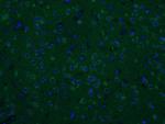 CAMKV Antibody in Immunohistochemistry (PFA fixed) (IHC (PFA))